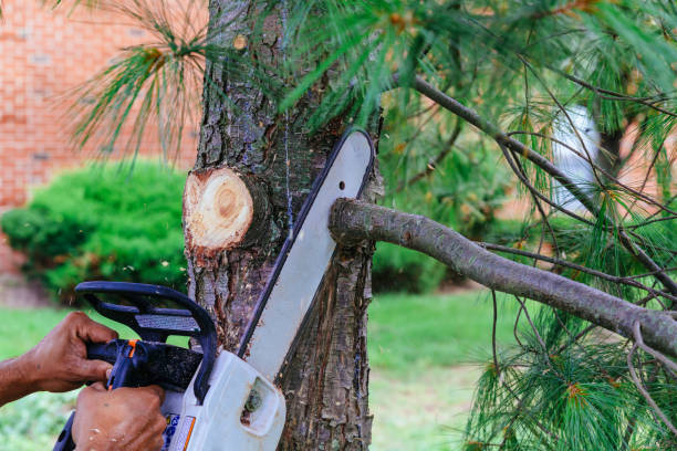 How Our Tree Care Process Works  in  Knox, IN